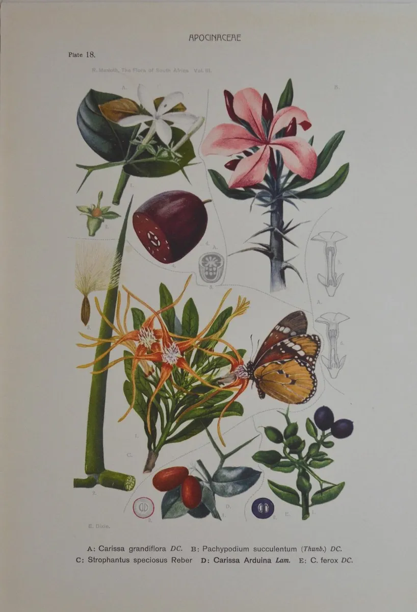 1932 Vintage Botanical Print Apocinacere Marloth
