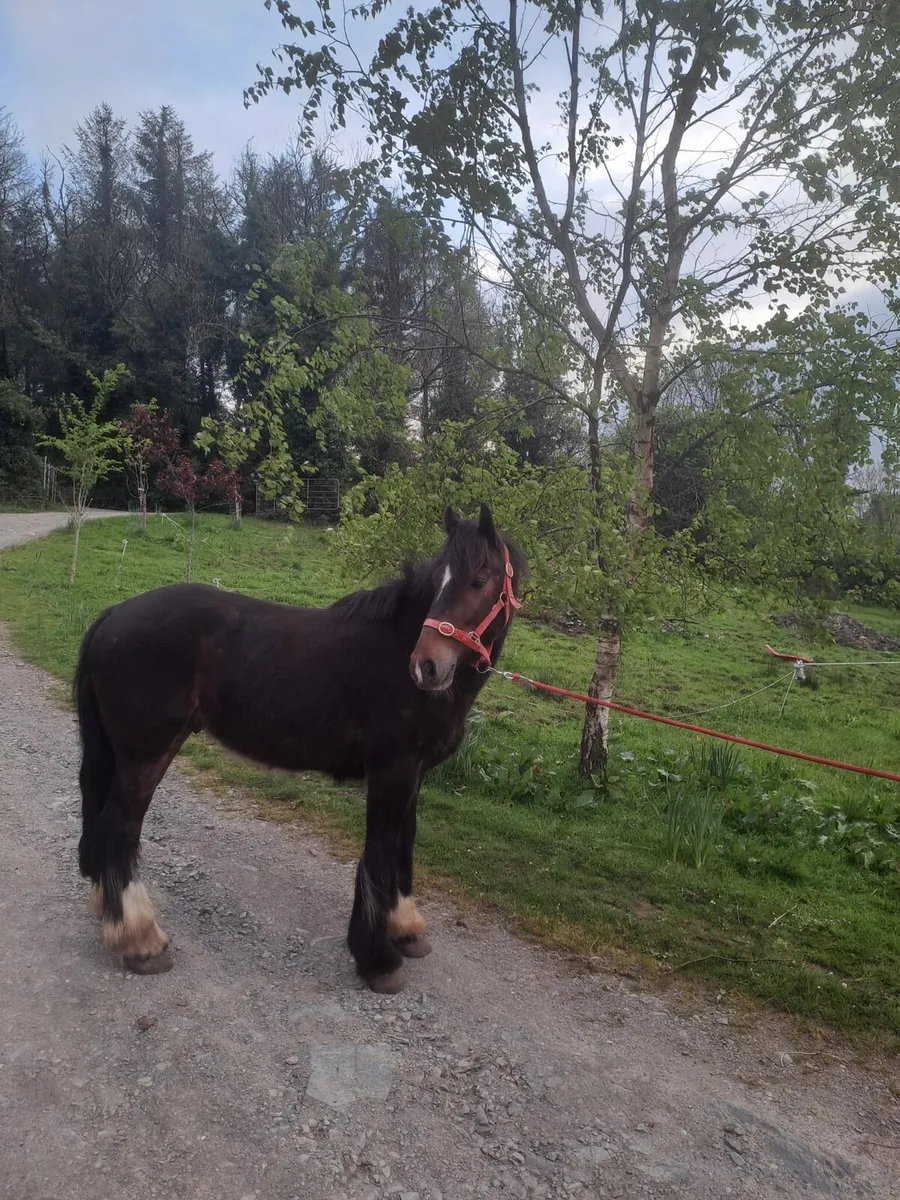 14.1h and 14.2h cob Ponys - Image 4