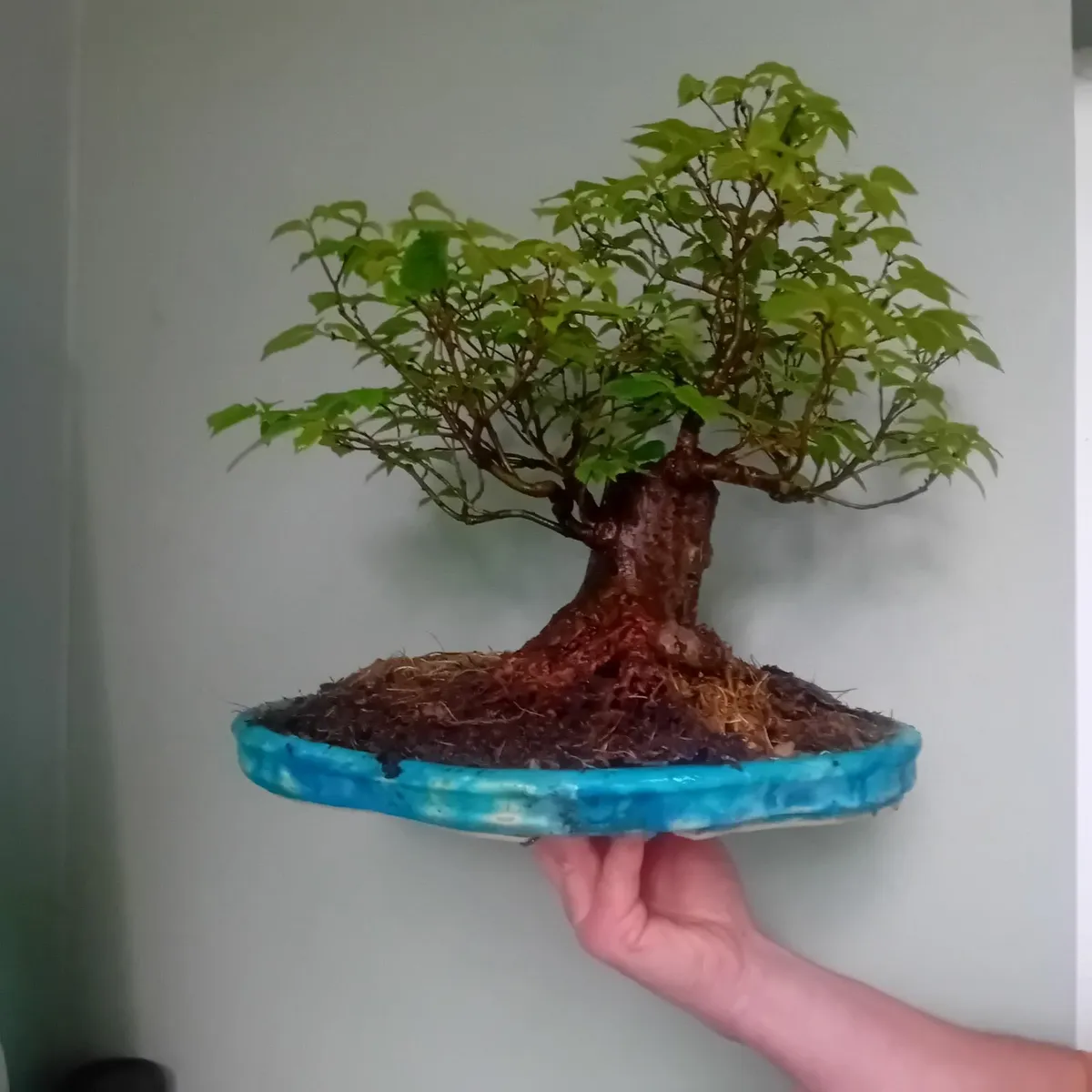 Bonsai - Image 2