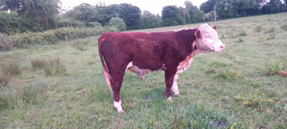 14 Month Hereford PBR Bull - Image 2