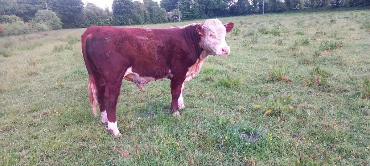 14 Month Hereford PBR Bull - Image 1