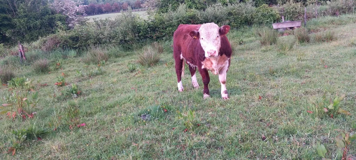 14 Month Hereford PBR Bull - Image 3