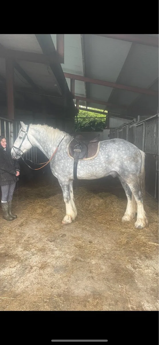 16hh Show cob stallion @ stud - Image 1