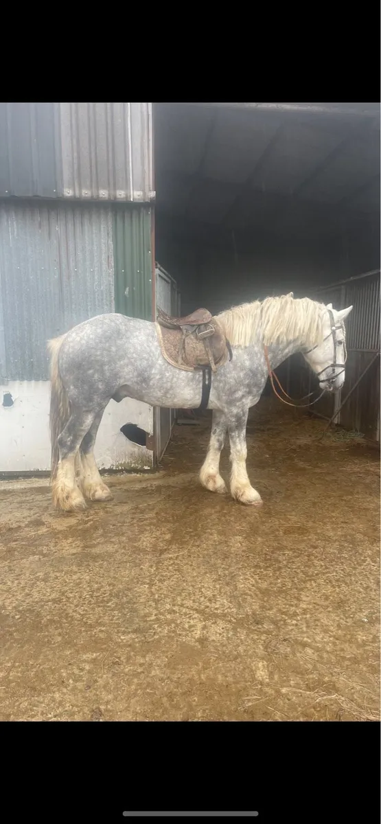 16hh Show cob stallion @ stud - Image 2