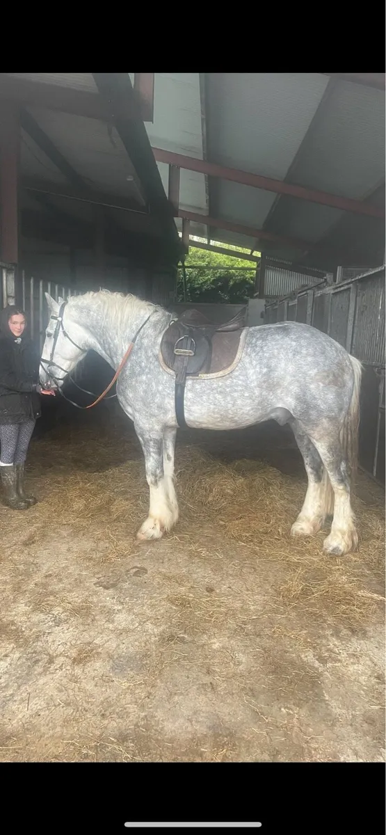 16hh Show cob stallion @ stud - Image 3