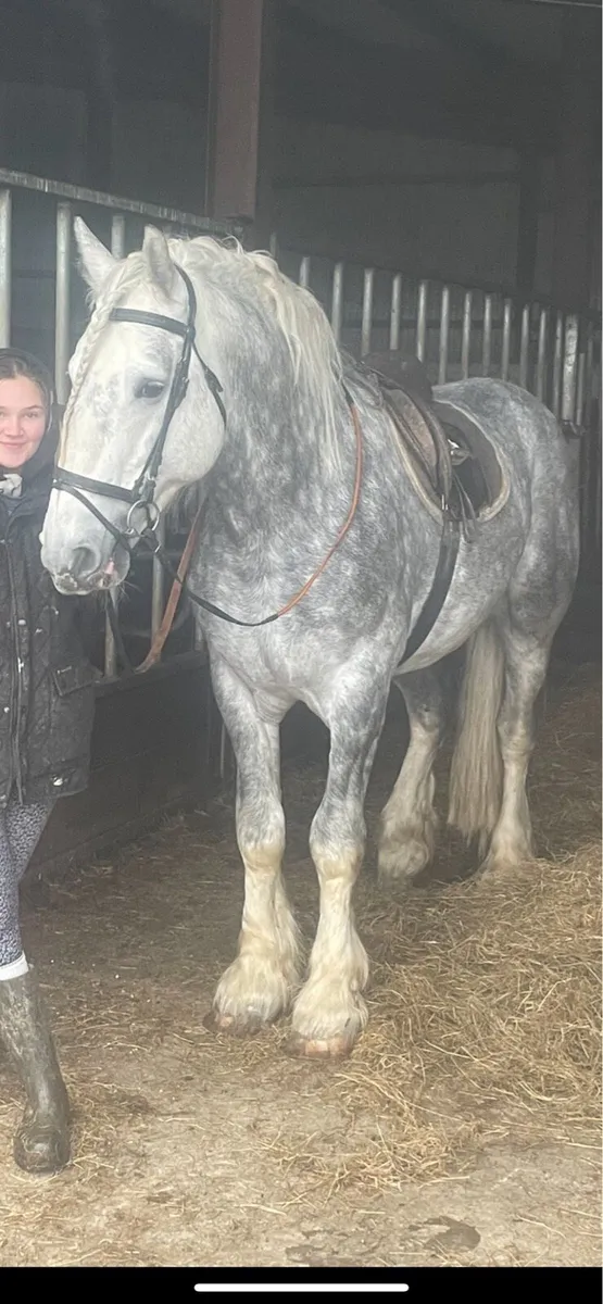 16hh Show cob stallion @ stud - Image 4
