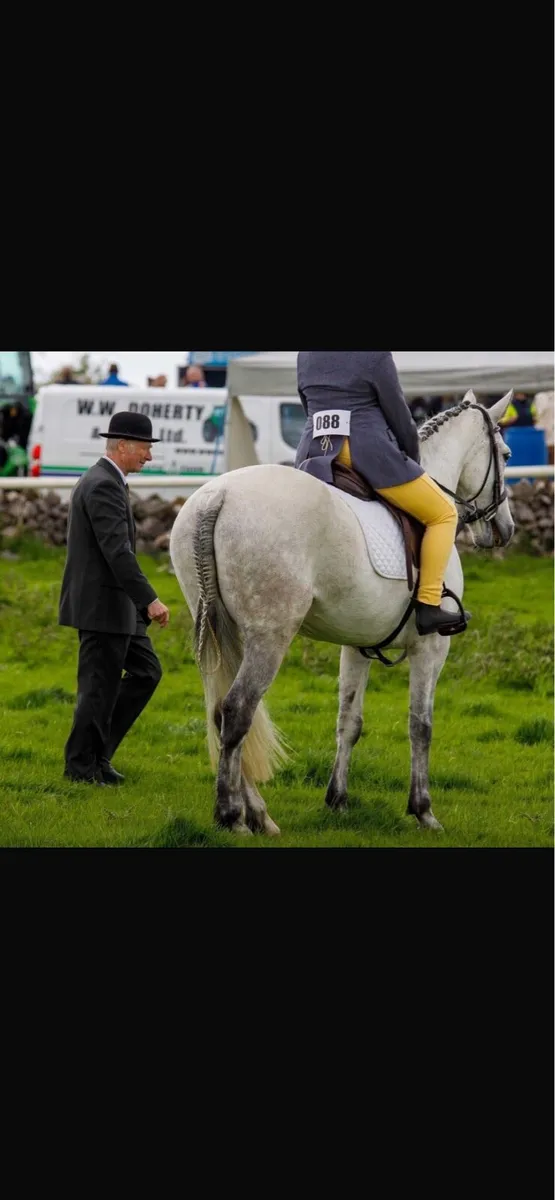 Brood mare - Image 2
