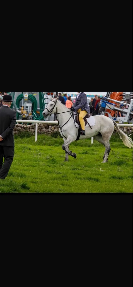 Brood mare - Image 3