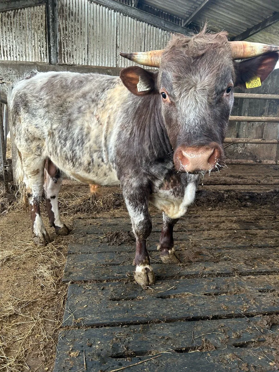 Kilrush mart 28th may Pb Shorthorn bulls - Image 2