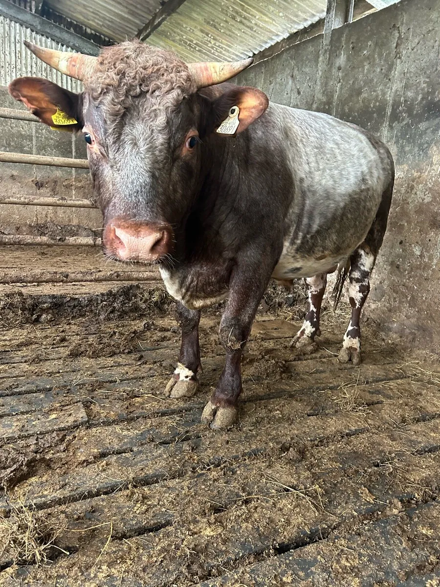 Kilrush mart 28th may Pb Shorthorn bulls - Image 3