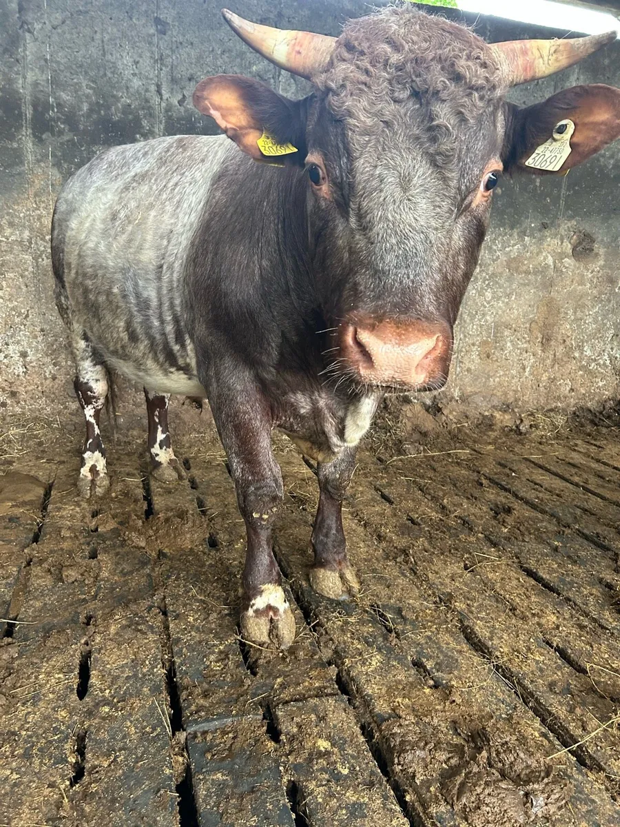 Kilrush mart 28th may Pb Shorthorn bulls - Image 4
