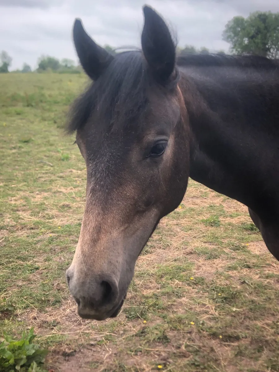 Yearling filly, Connemara X ISH - Image 1