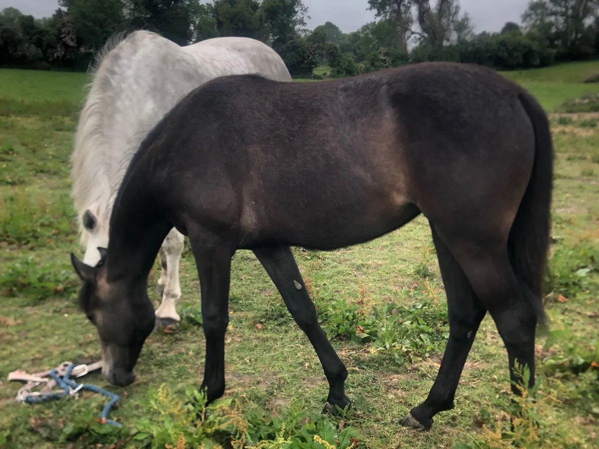 Yearling filly, Connemara X ISH - Image 2