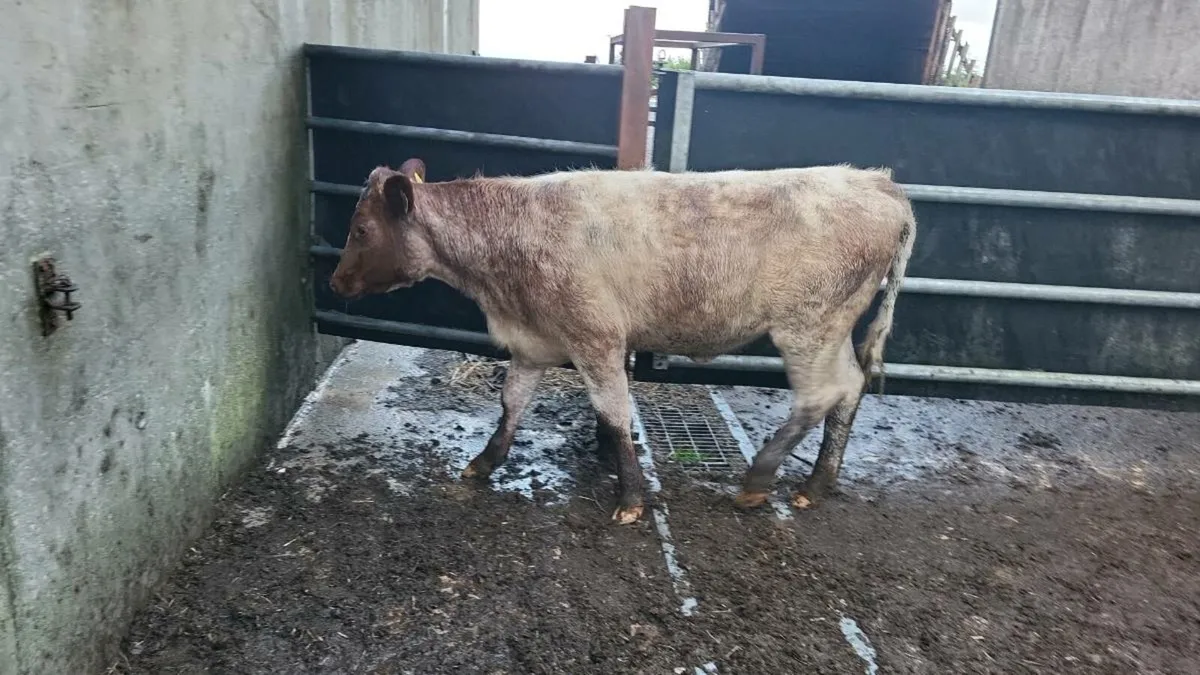 Pedigree  shorthorn  heifer - Image 1