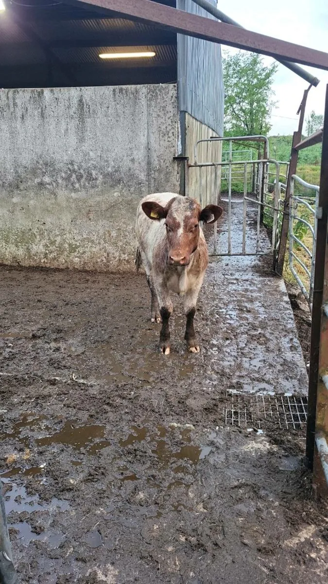 Pedigree  shorthorn  heifer - Image 2