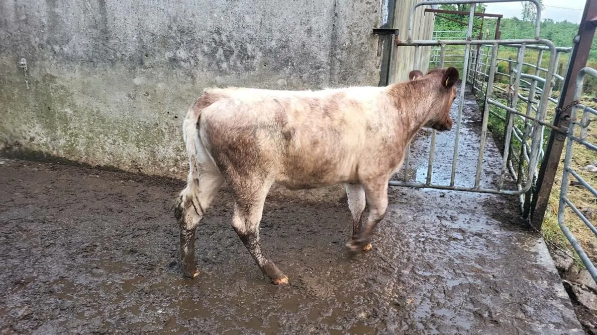 Pedigree  shorthorn  heifer - Image 3