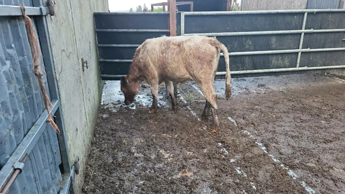 Pedigree  shorthorn  heifer - Image 4