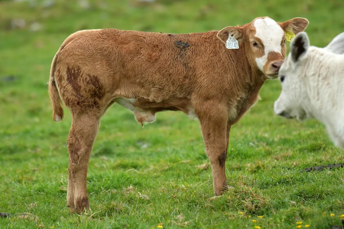 ⭐ 2 Super Heifers & Calves ⭐ - Image 3