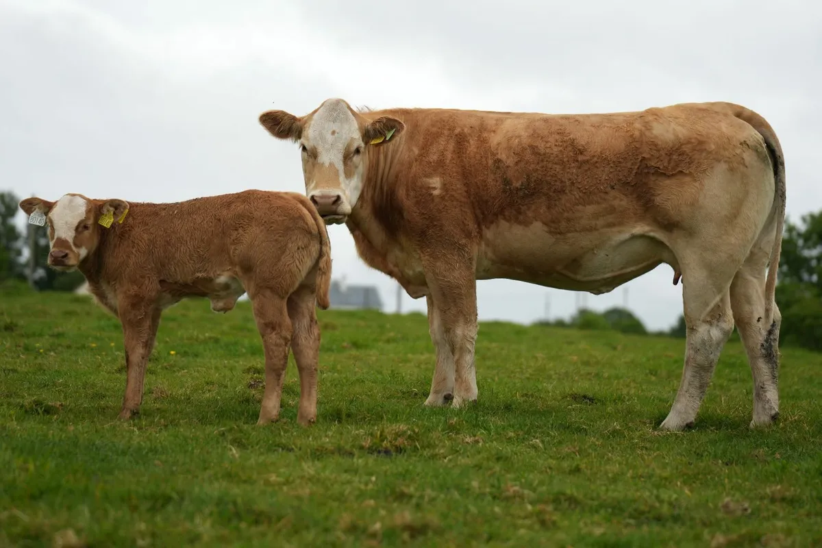 ⭐ 2 Super Heifers & Calves ⭐ - Image 4