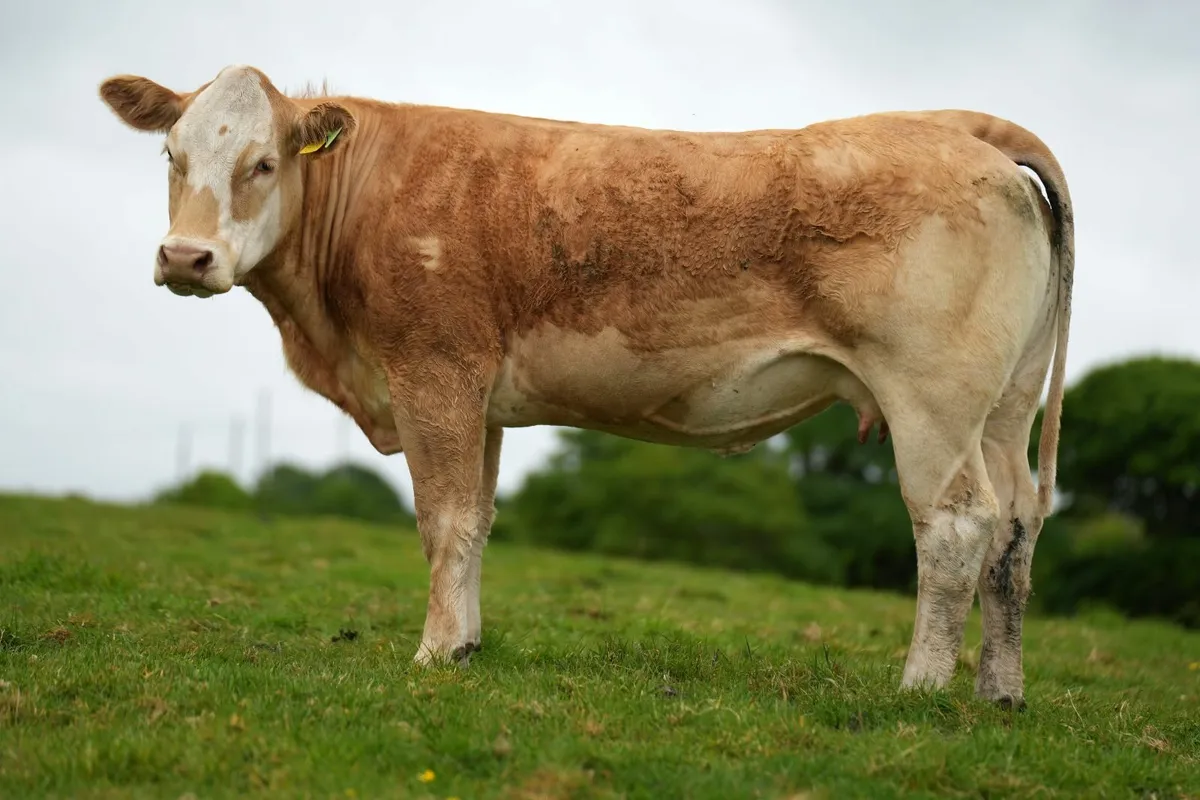 ⭐ 2 Super Heifers & Calves ⭐ - Image 2