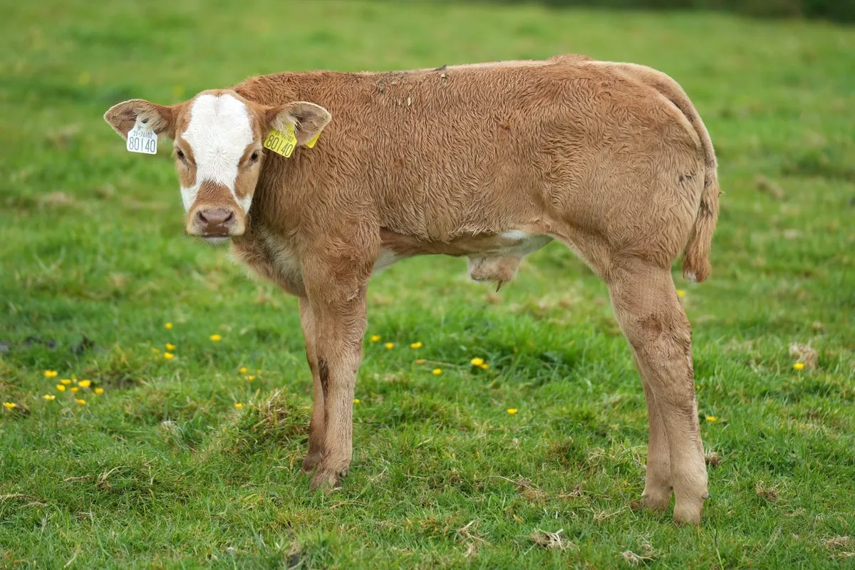 ⭐ 2 Super Heifers & Calves ⭐ - Image 1