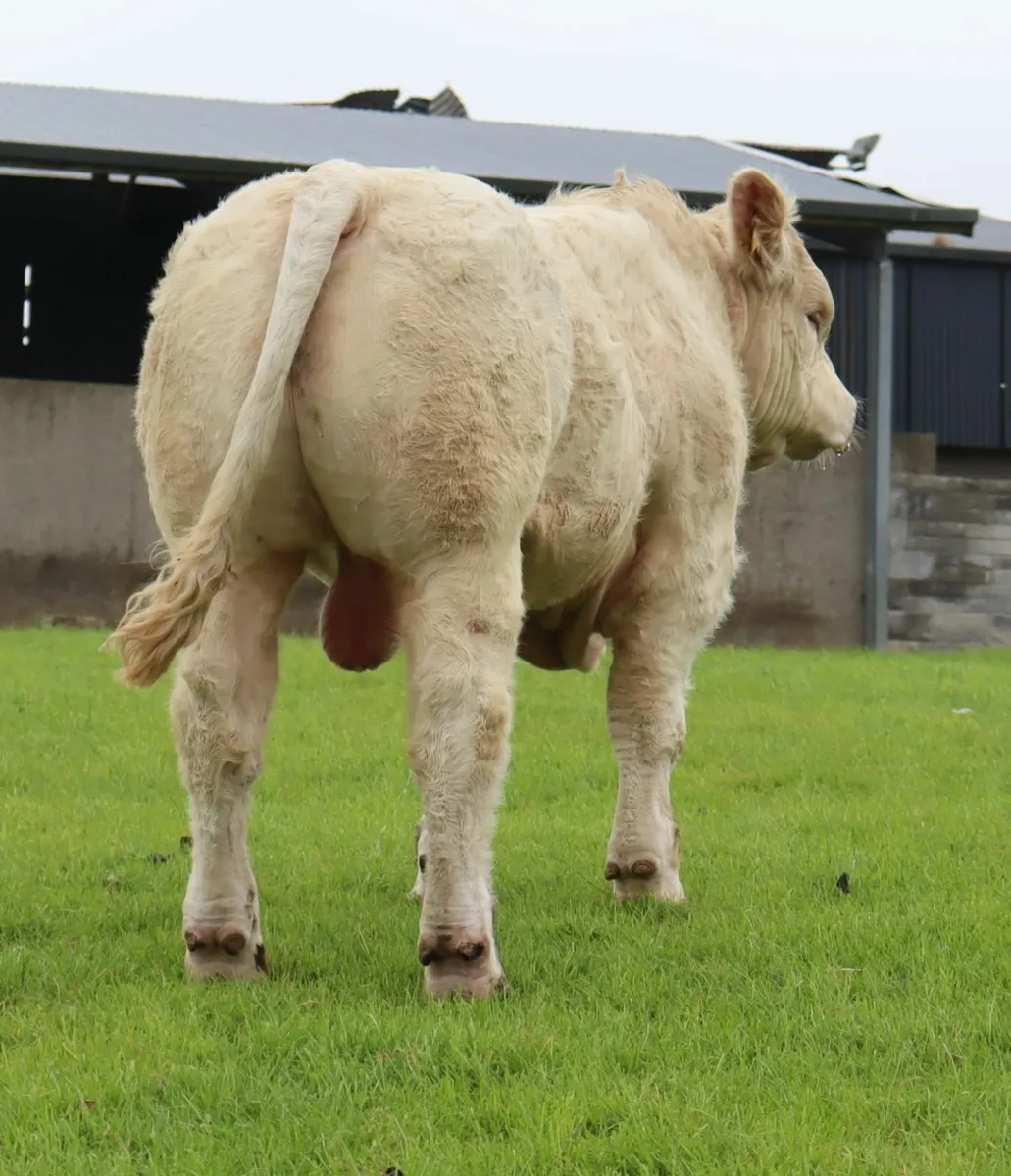 Quality Charolais Bulls Tullamore Saturday - Image 2