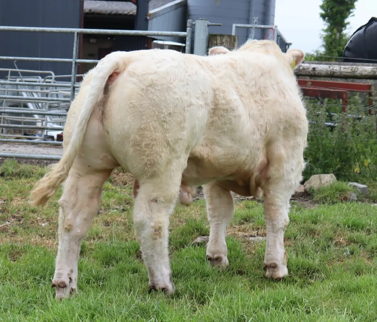 Quality Charolais Bulls Tullamore Saturday - Image 3