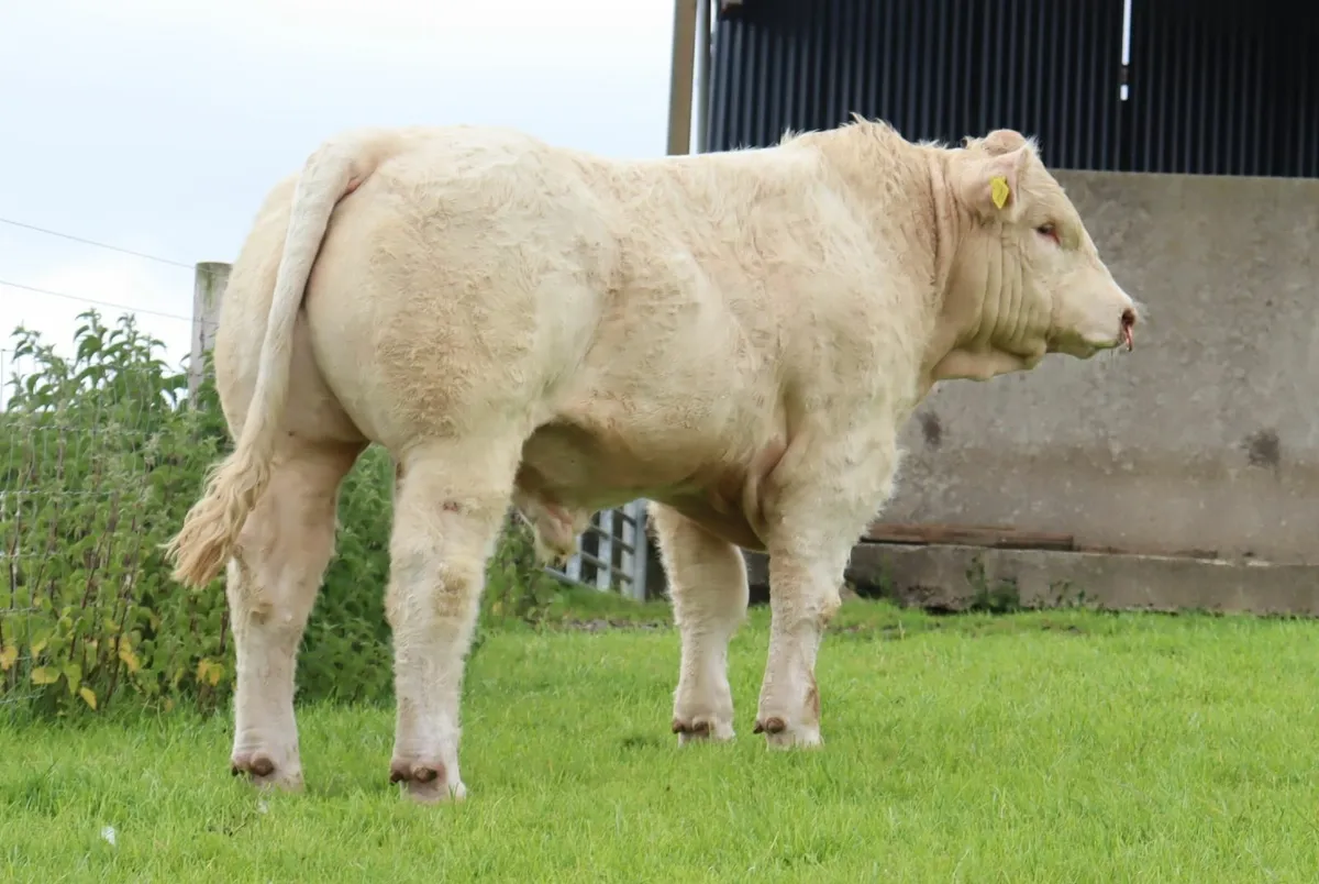 Quality Charolais Bulls Tullamore Saturday - Image 1