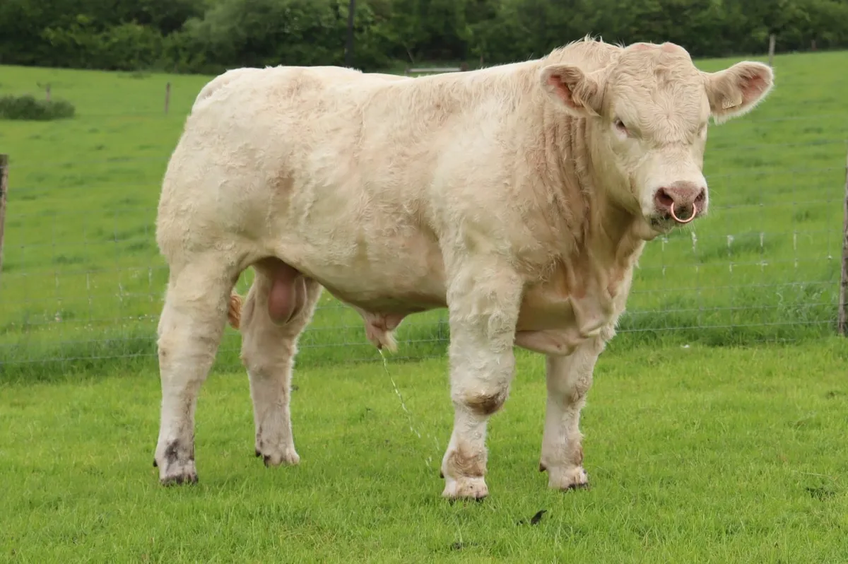 Quality Charolais Bulls Tullamore Saturday - Image 4