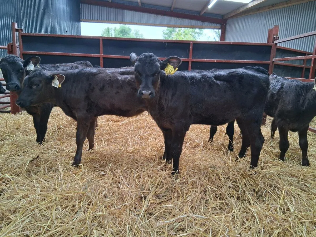 6 Angus Heifers - Image 1