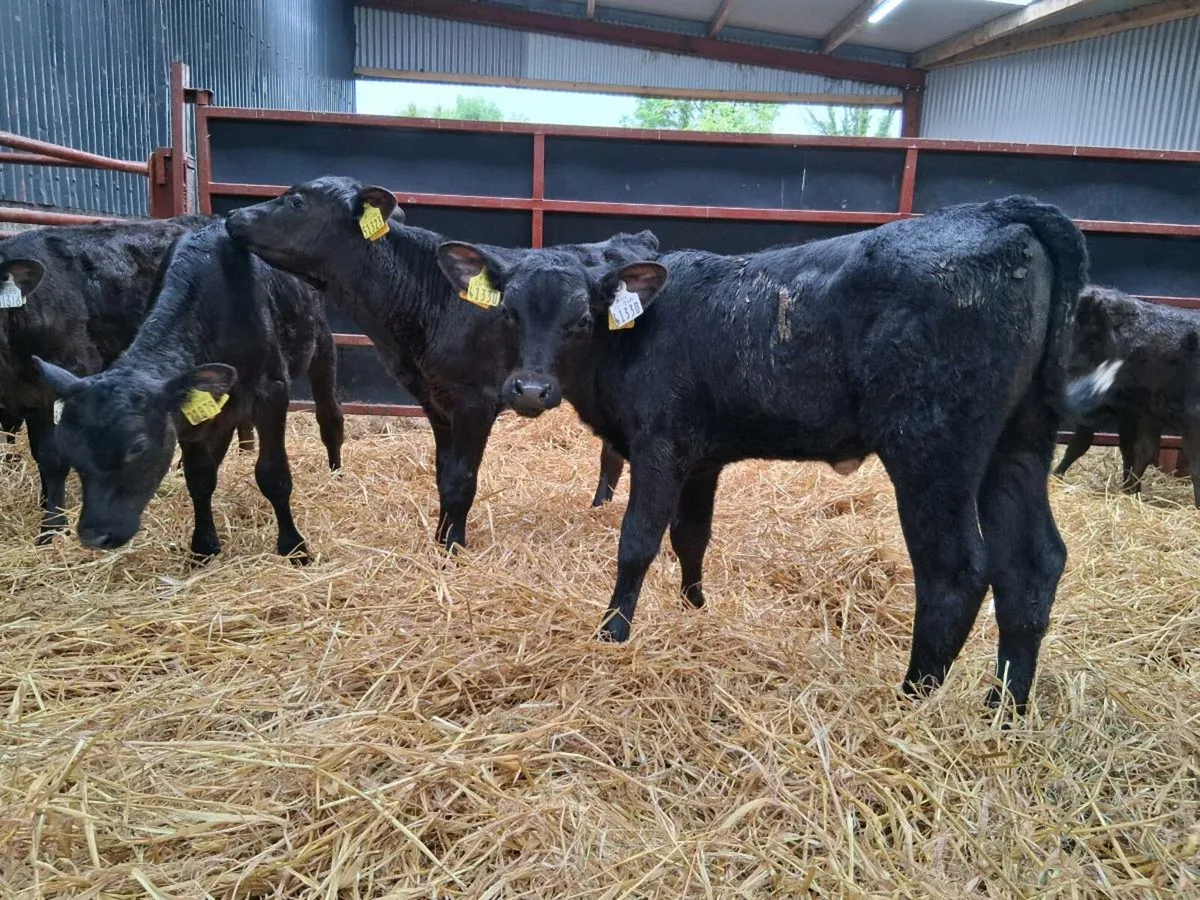 6 Angus Heifers - Image 2