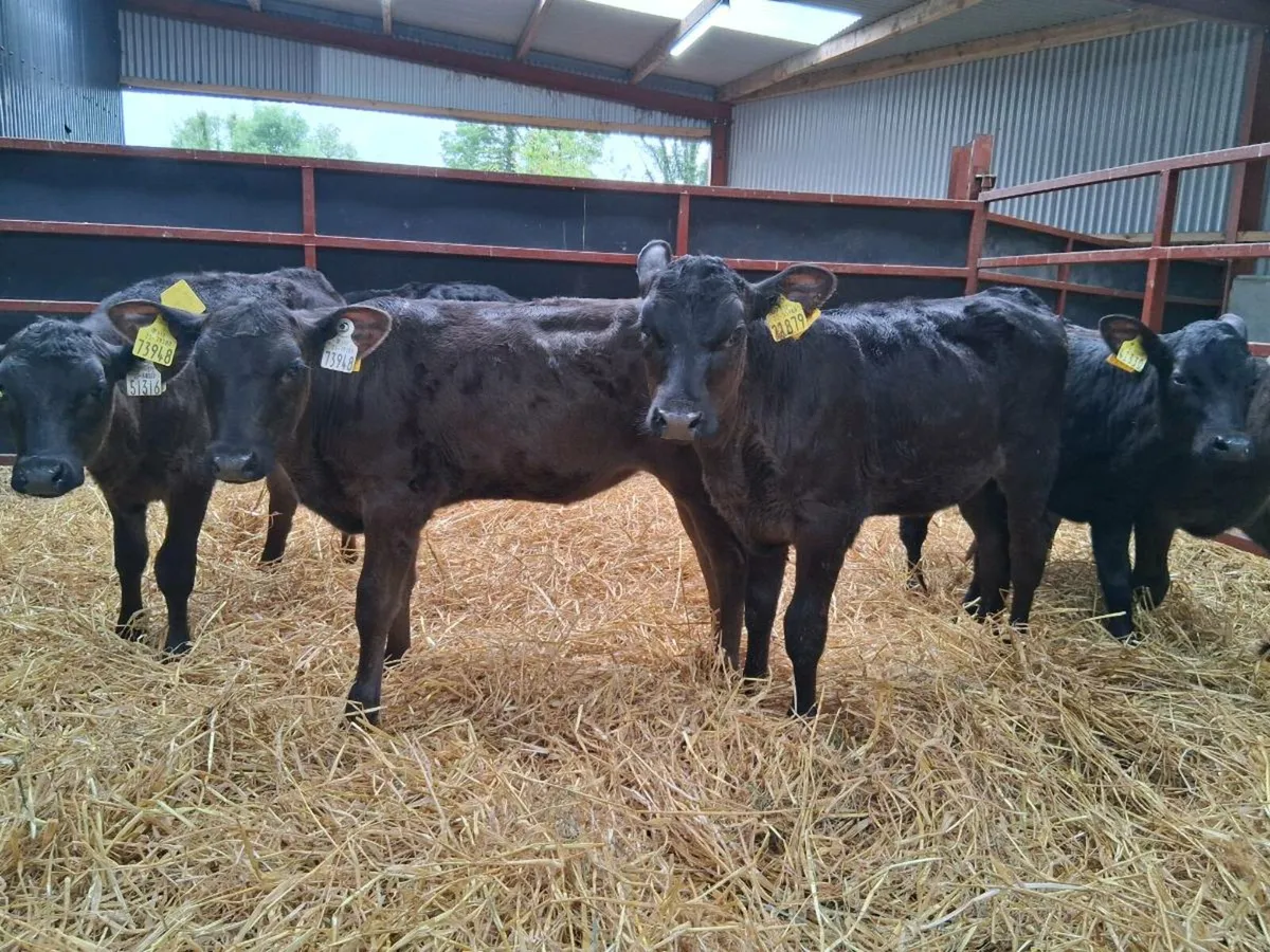 6 Angus Heifers - Image 3