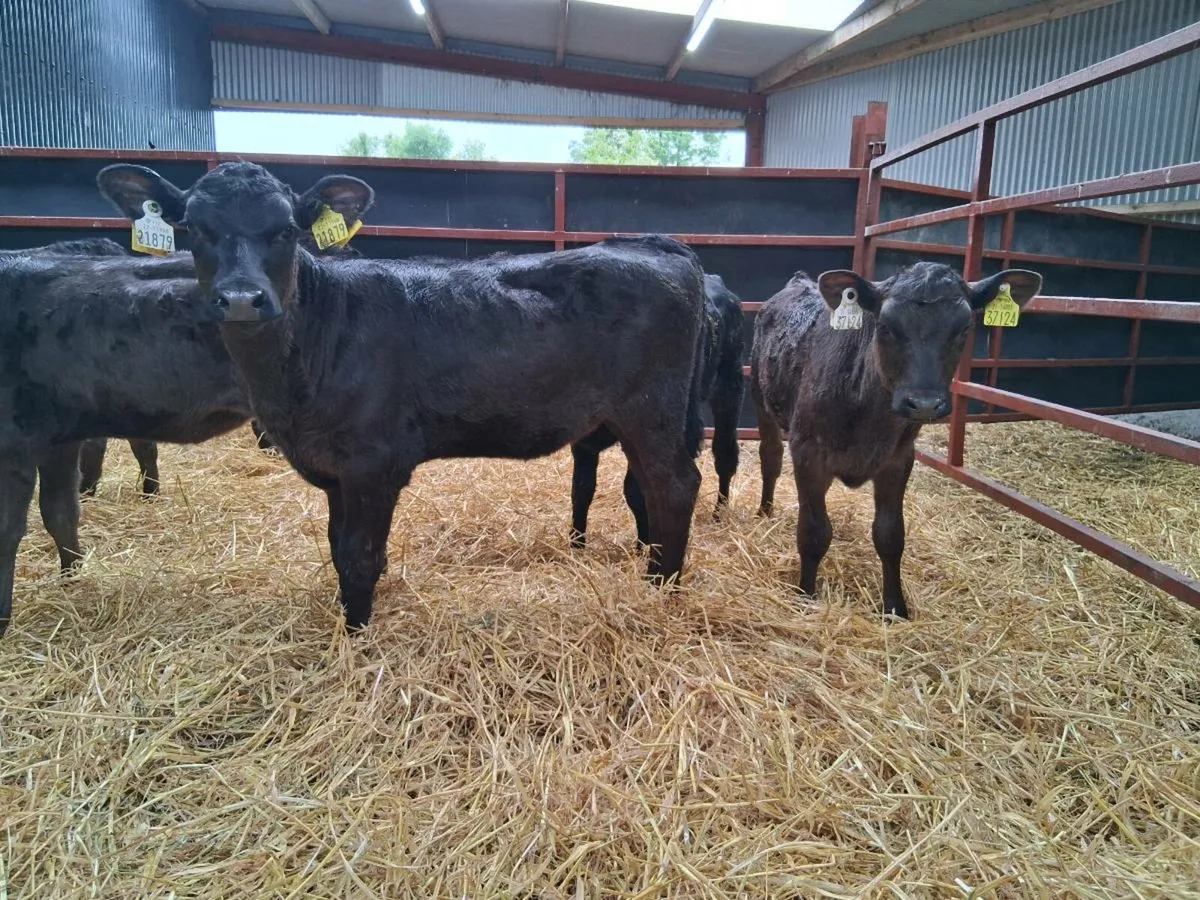 6 Angus Heifers - Image 4