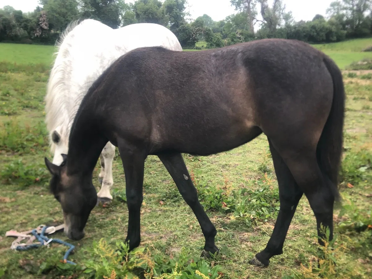 Yearling filly, Connemara X ISH - Image 4