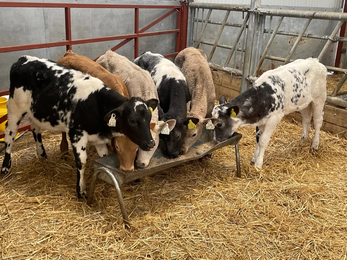 6 super reared continental heifer calves - Image 1