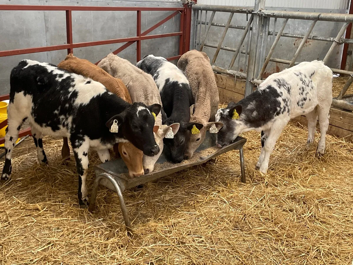 6 super reared continental heifer calves - Image 2
