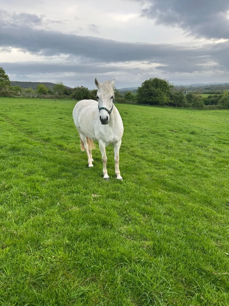 Pony - Image 3