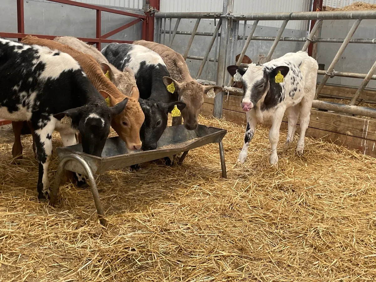 6 super reared continental heifer calves - Image 4