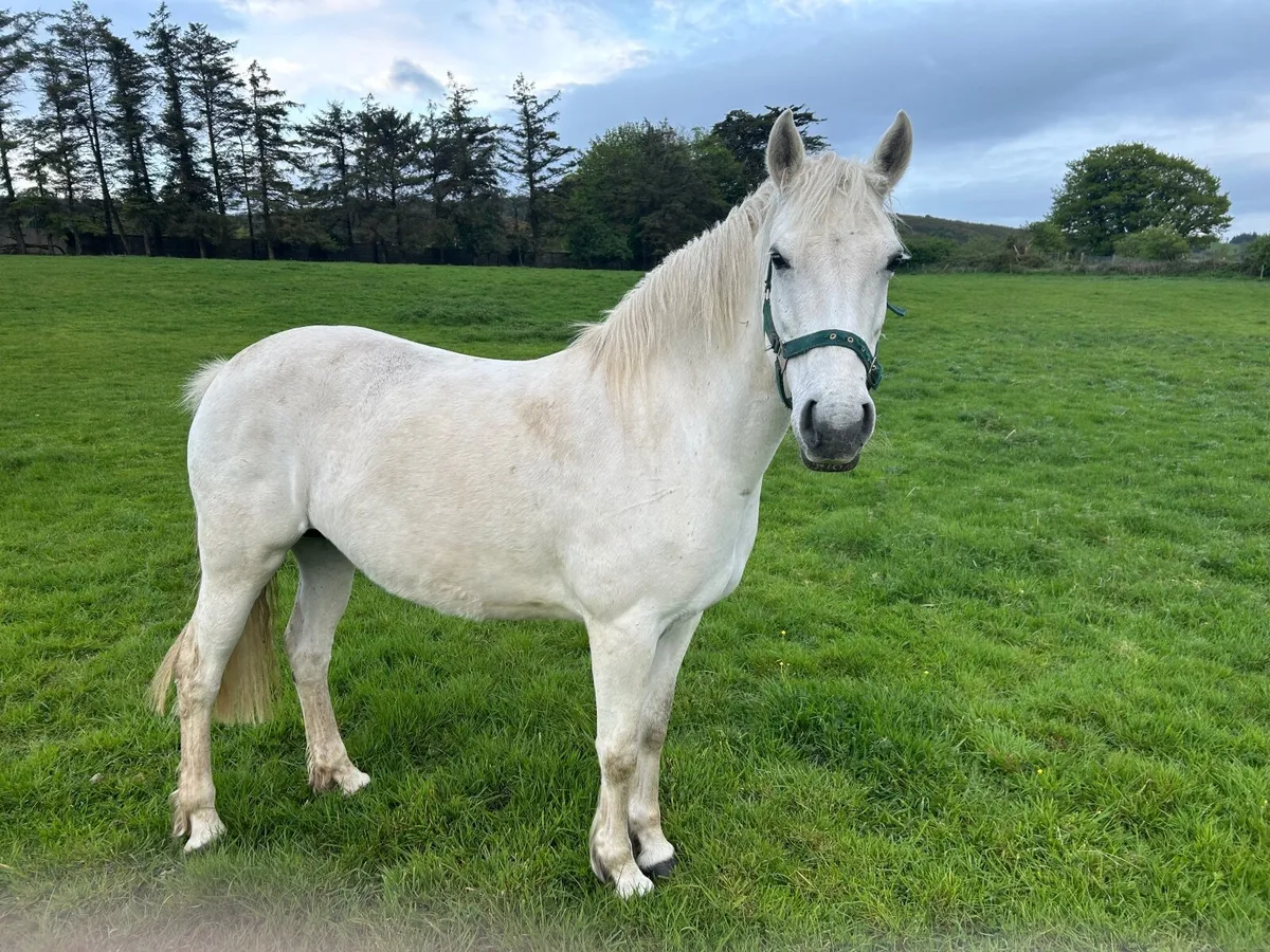 Pony - Image 1