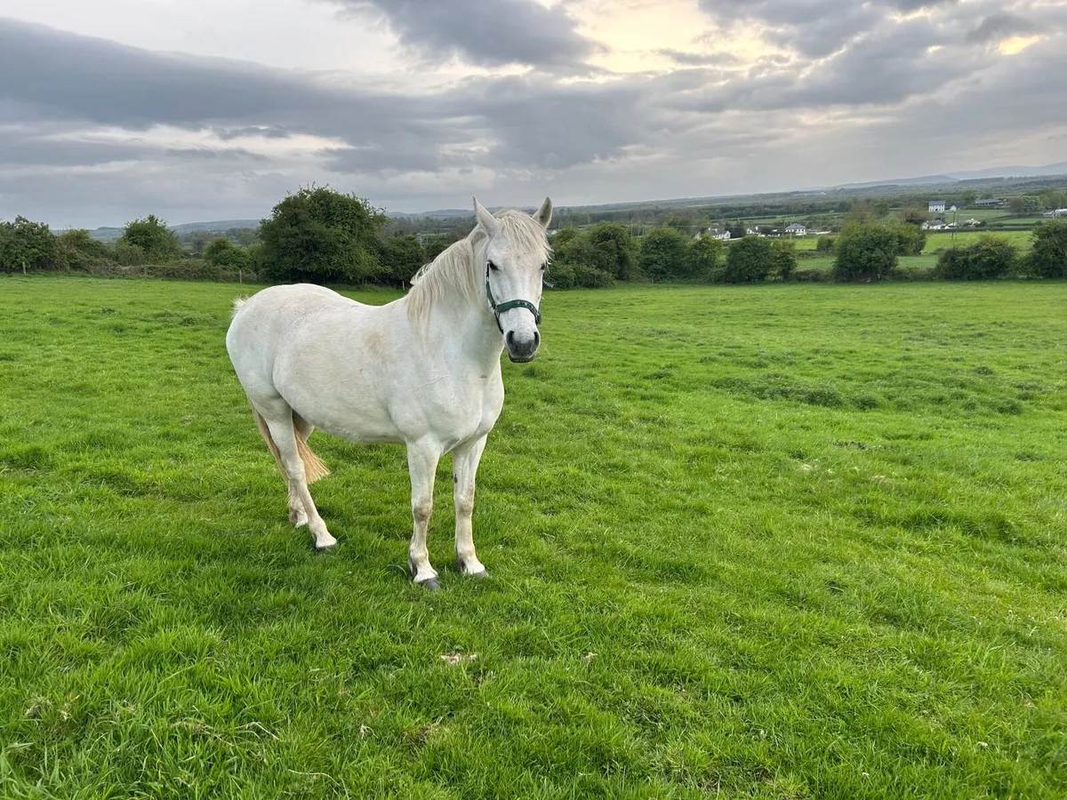 Pony - Image 2
