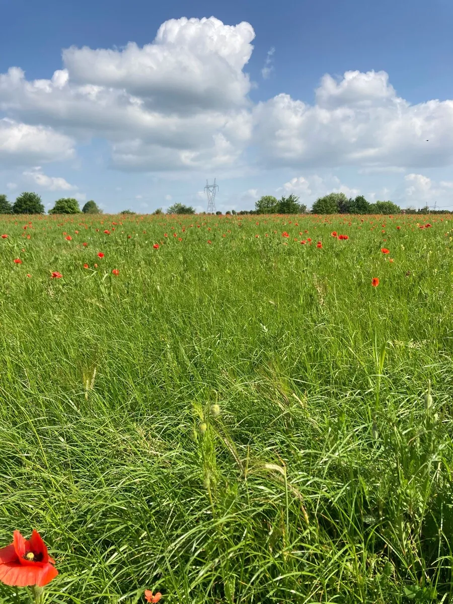 1st crop meadow - Image 3