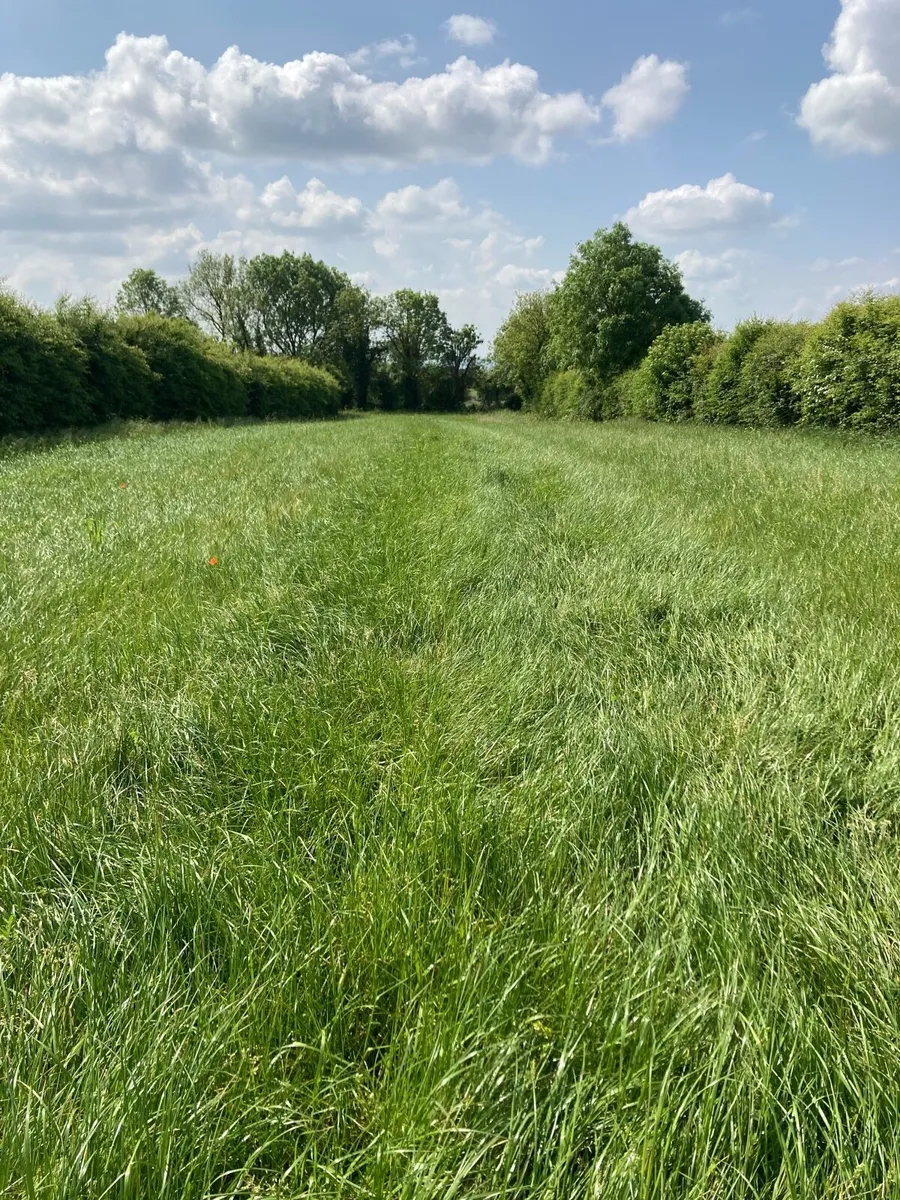 1st crop meadow - Image 4