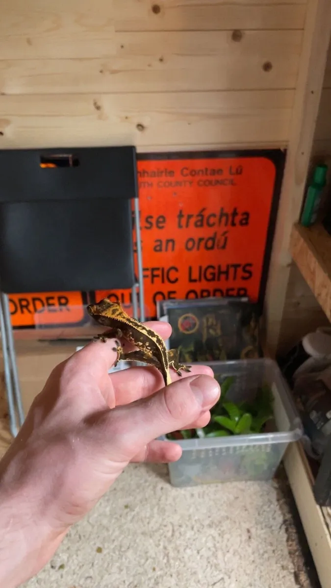 Geckos and lizard! - Image 4