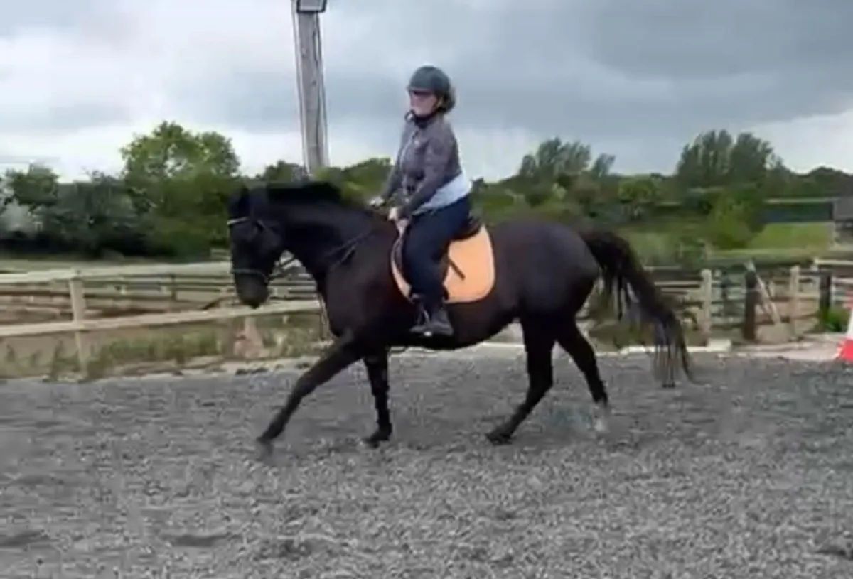 Stunning Allrounder - Image 1