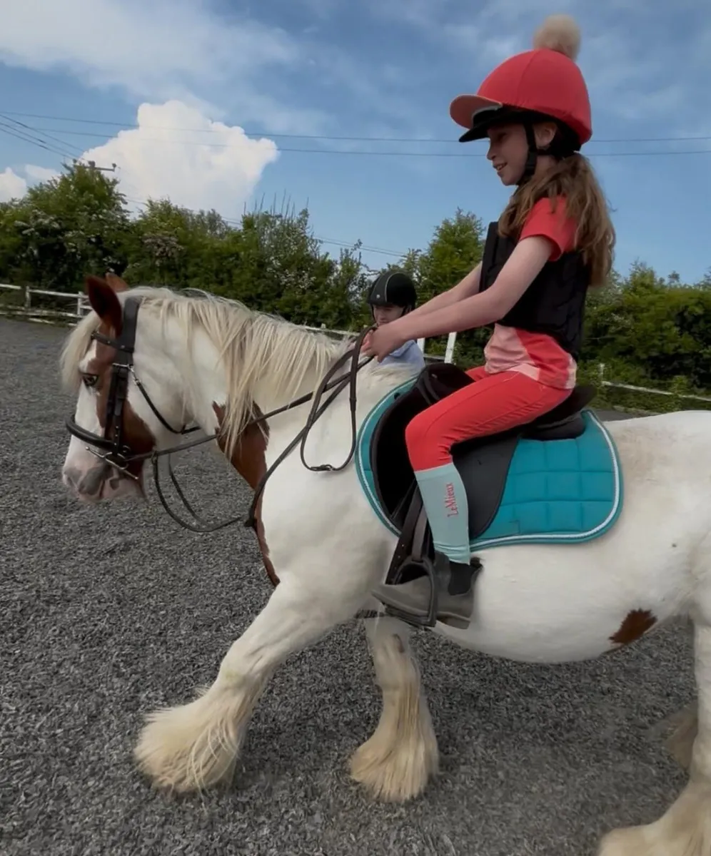 13.2h 16 yo beautiful mare - Image 1