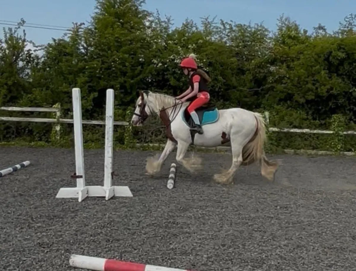 13.2h 16 yo beautiful mare - Image 2