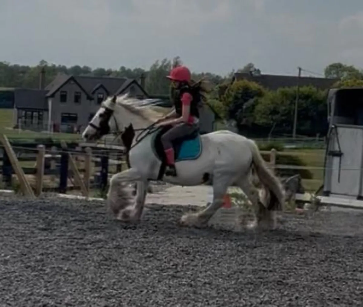 13.2h 16 yo beautiful mare - Image 3