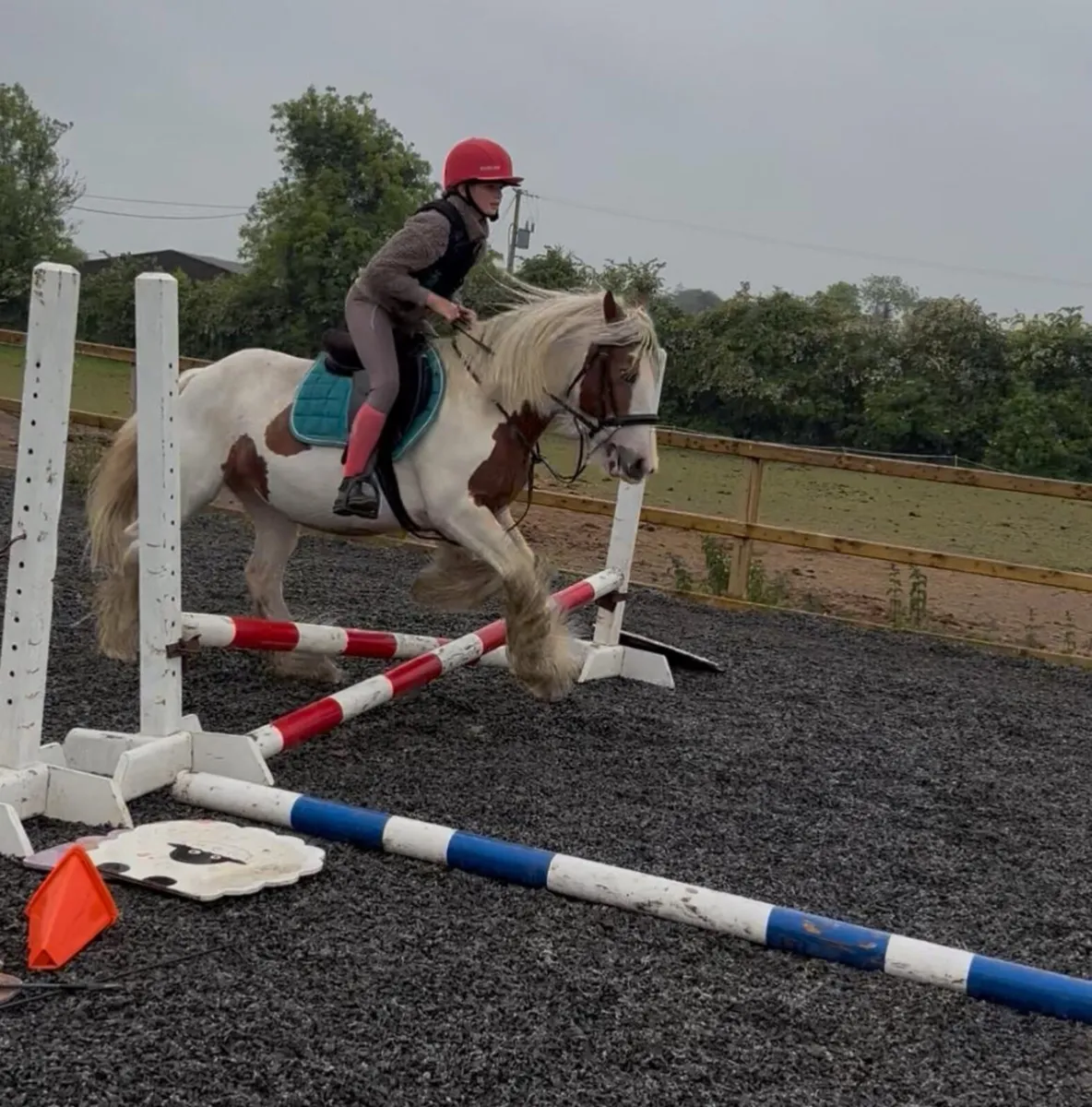 13.2h 16 yo beautiful mare - Image 4