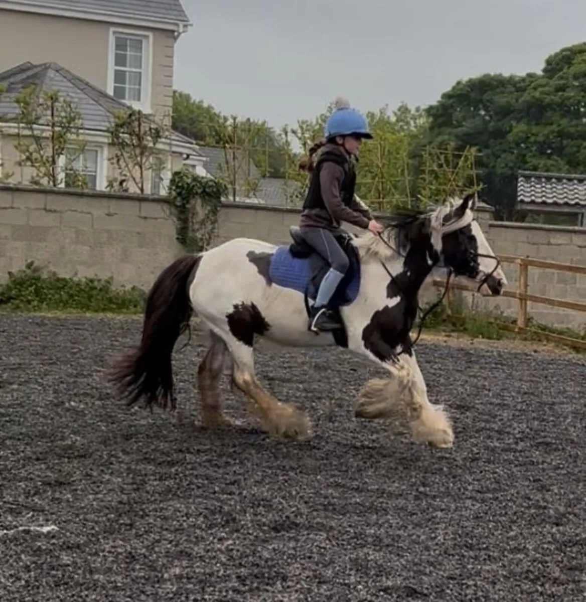 13.2h 6 yo gelding - Image 1