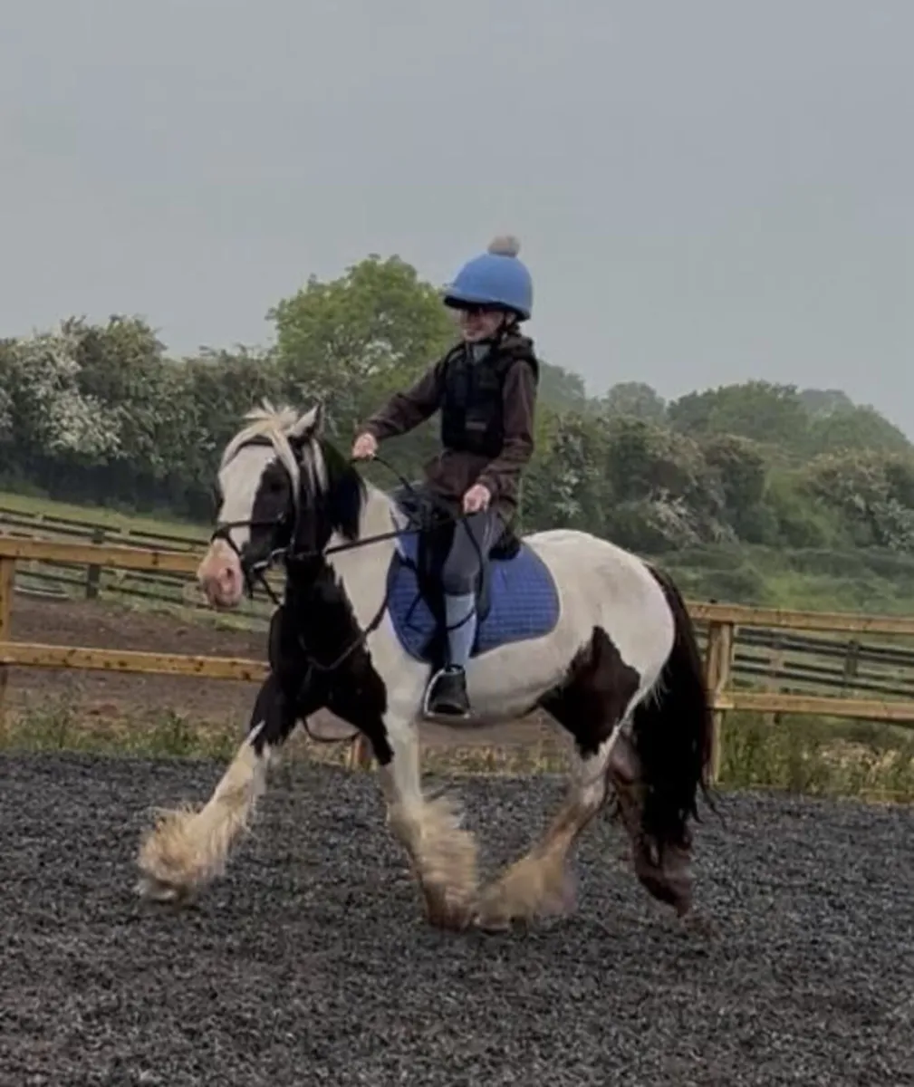 13.2h 6 yo gelding - Image 3